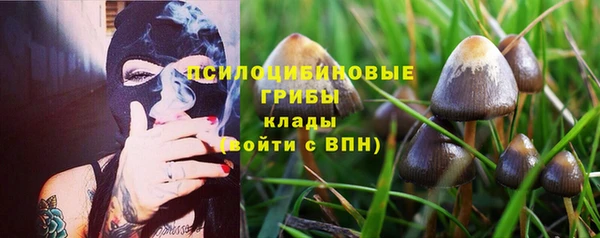 сатива Зеленокумск